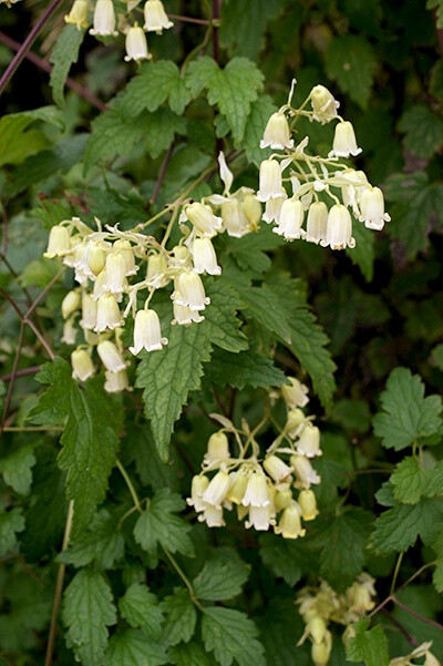 Clematis rhederiana