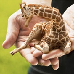 Petite Giraffe.