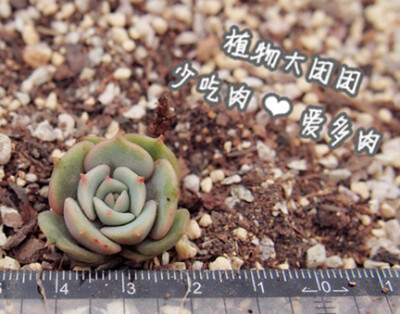 露娜莲 小  Echeveria lola