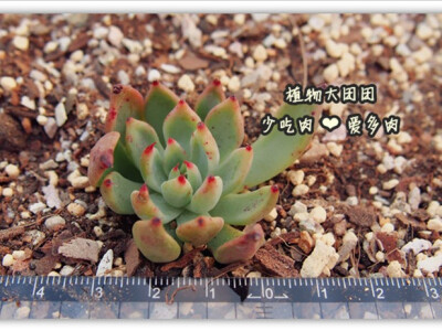 Echeveria cuspidata var.zaragozae 绿爪无根