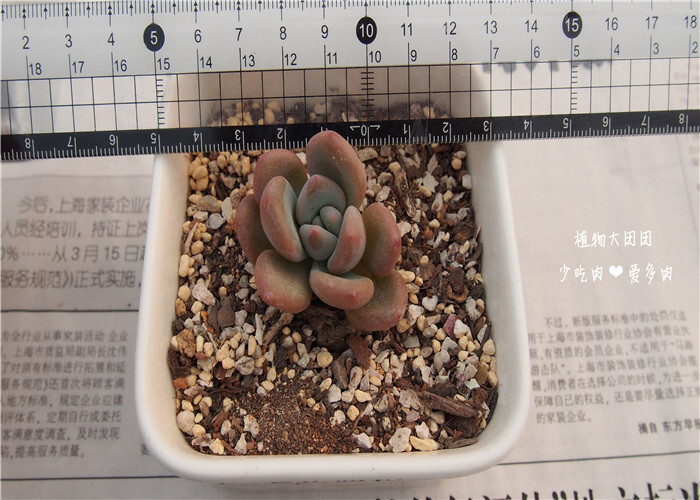 Graptoveria Opalina 奥普琳娜