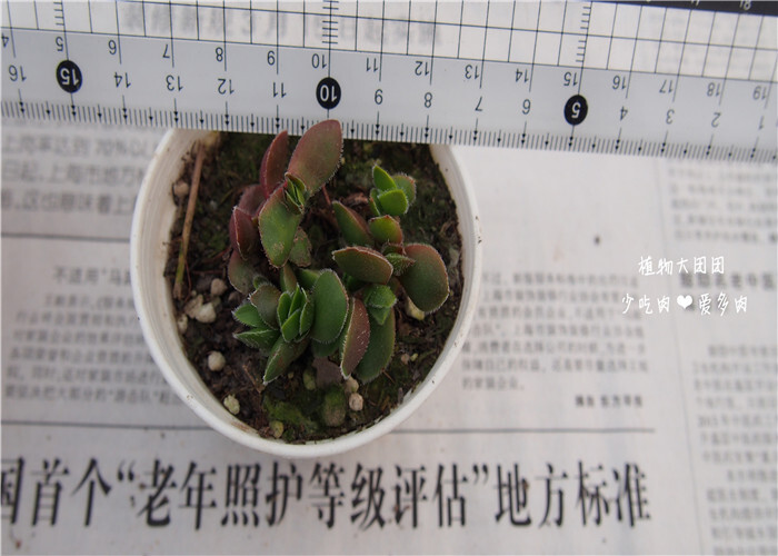 C.lanuginosa v.大卫