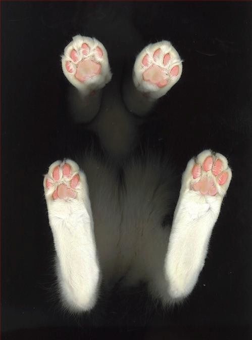 Paws