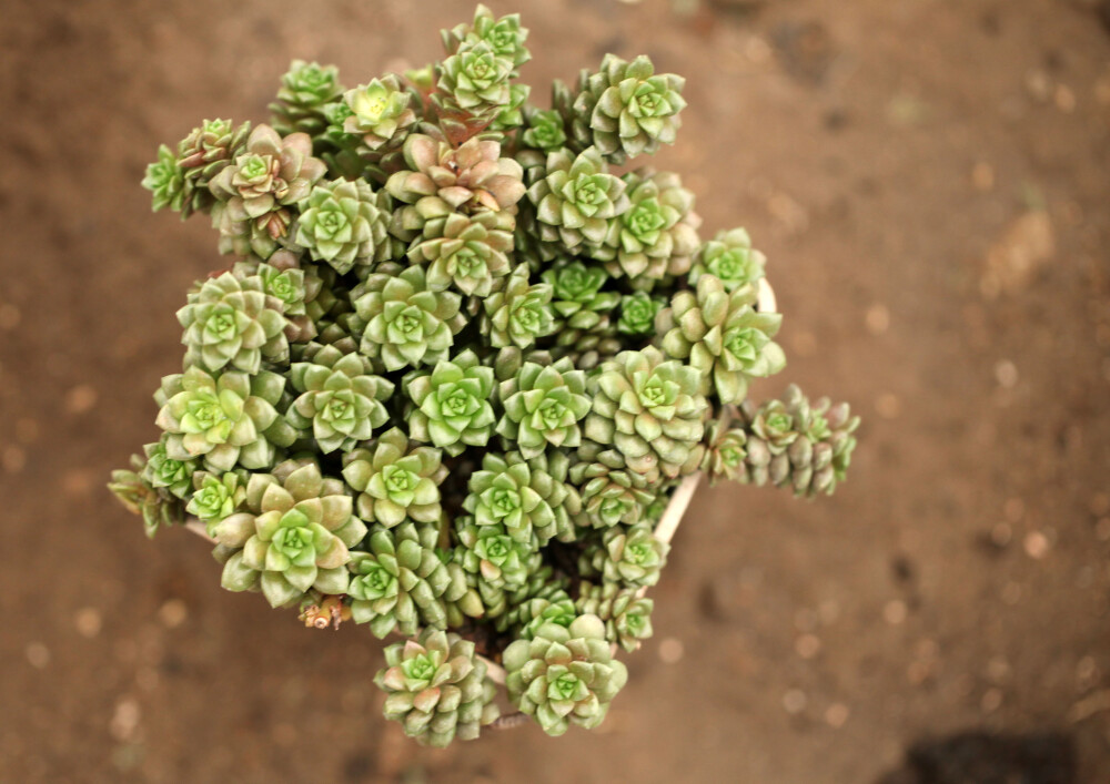 多肉 植物 小玉