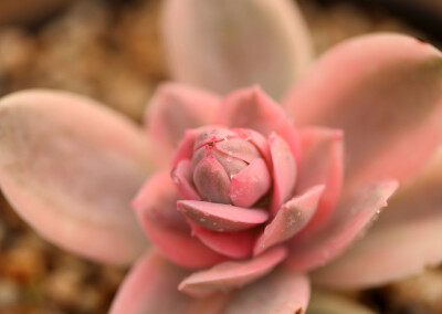 植物 多肉 花房锦