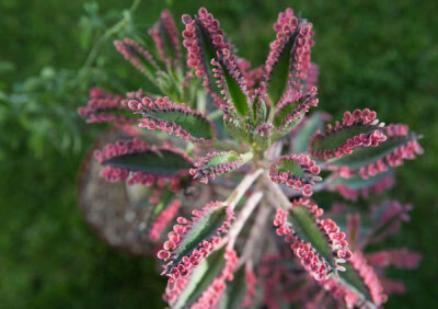 植物 多肉 不死鸟锦