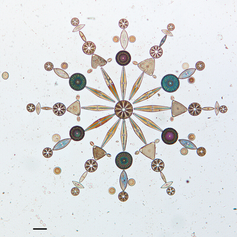 微观硅藻的艺术排列，通过显微镜拍摄 | 美国加州科学院 California Academy of Sciences