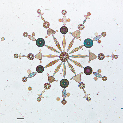 微观硅藻的艺术排列，通过显微镜拍摄 | 美国加州科学院 California Academy of Sciences