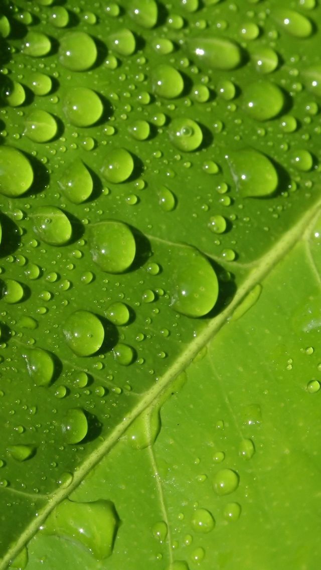 Drops on Leaf #iPhone #5s #Wallpaper |http://www.ilikewallpaper.net/iphone-5-wallpaper/， welcome to download more .