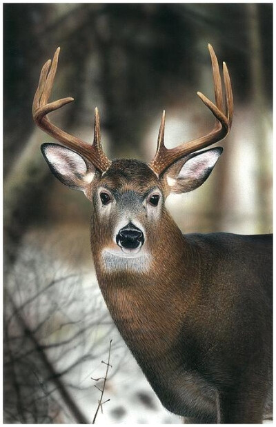 &amp;quot;Whitetail Buck Up Close&amp;quot;