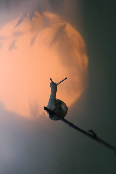 #snail and a rising moon