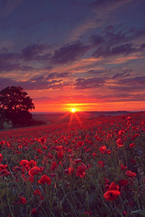 Poppy Field Sunset, Oxfordshire, England