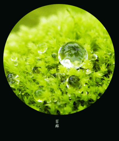 #花笺纪#【苔藓（Moss）】 ❀花语❀ 呵护：走遍世界，也不过是为了找到一条走回内心的路。 丨1月28日の生日花