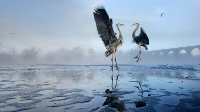 泰姆河上的苍鹭 StockportHerons