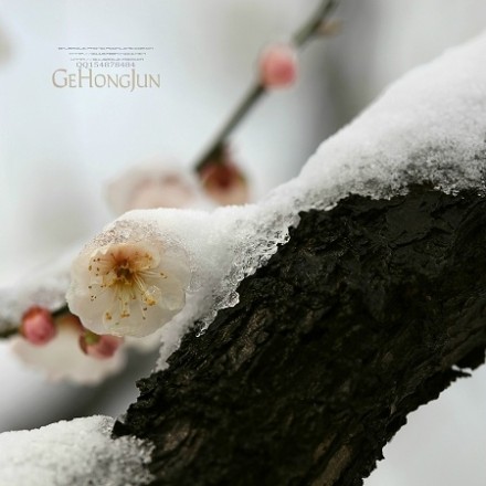 墙角数枝梅，凌寒独自开。遥知不是雪，为有暗香来。