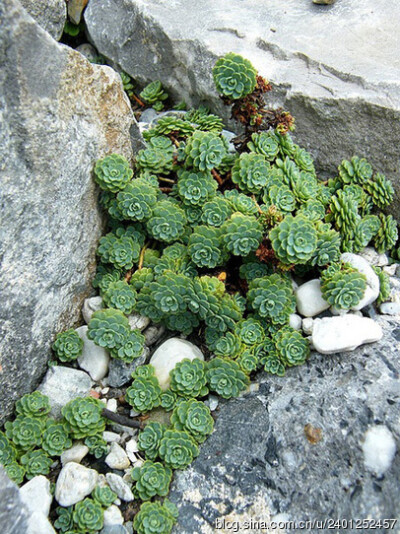 植物 多肉 野生 露养