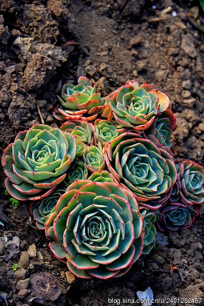 [植物 多肉 野生 露養(yǎng)