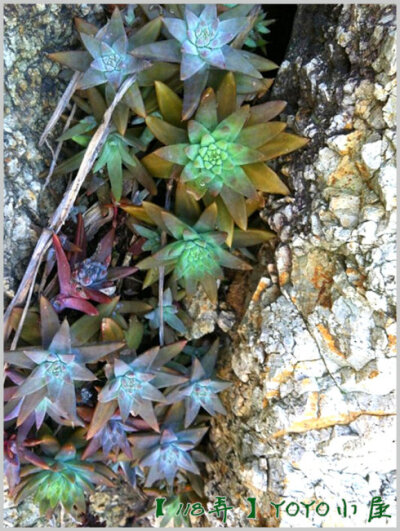 植物 多肉 野生 露养