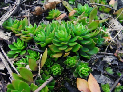 植物 多肉 野生 露养