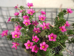 酢浆草 oxalis hirta 长发酢