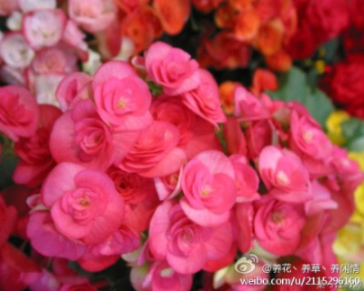 丽格海棠，（Rieger begonias）是以德国人Otto Rieger先生的名字命名的一个秋海棠杂交种群（elatior and rieger begonia hybrids），是用冬季开花的索科秋海棠（B．socotrana）与许多种球根类秋海棠杂交得出的一群冬…