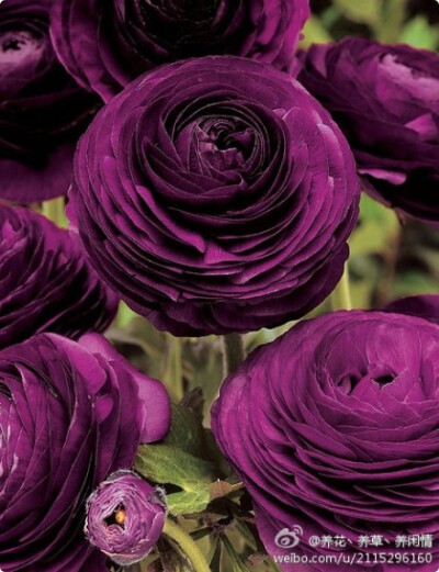 紫色花毛茛 Ranunculus asiaticus：又称芹菜花、波斯毛茛，是毛茛科花毛茛属多年生宿根草本花卉。花毛茛原产于地中海沿岸，法国、以色列等欧洲国家已广泛种植，目前世界各国均有栽培。