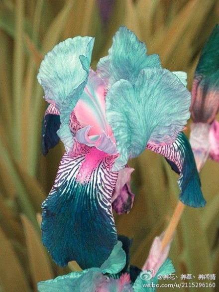 鸢尾 Iris：鸢尾属鸢尾科，全世界约300种，Iris来自希腊语意为“彩虹”。天然鸢尾主要分布在北非、西班牙葡萄牙、高加索地区等。通常德国鸢尾、西班牙鸢尾、黄鸢尾最常见；荷兰还有&amp;quot;Blue Magic蓝魔”鸢尾、布拉奥鸢尾；法国国花是香根鸢尾