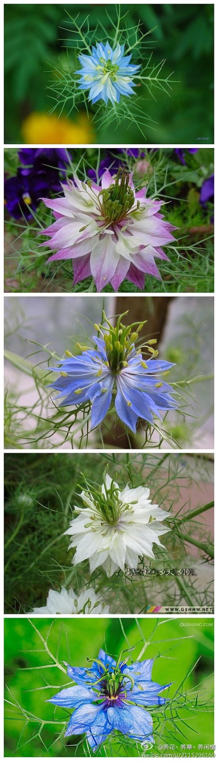 黑种草(Love-in-a-mist)在英语里叫做Devil-in-the-bush，是一种一年生植物，原产于地中海地区。黑种草可以长到1到2英尺(30到60厘米)高，长着带花边的鲜绿色叶子，开白色或者蓝色的花，花朵被线状的叶子包围着，这种线状的叶子叫做苞叶(bracts)。黑种草的果实是球状的蒴果。黑种草主要被种植在北美洲…