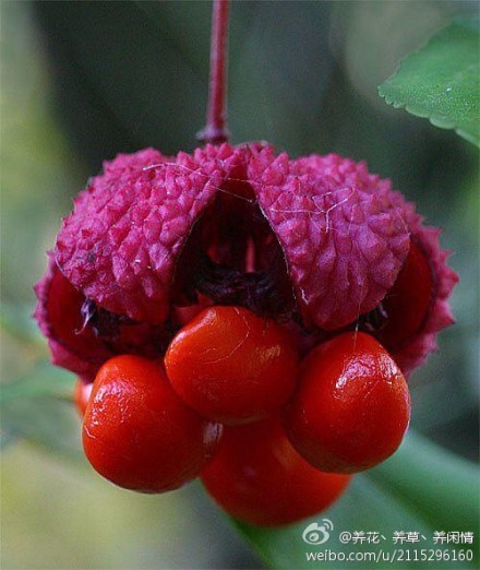 卫矛Euonymus alatus：又叫鬼箭羽。落叶灌木、倒卵状长椭圆形的叶片对生，边缘有细锯齿。入秋红叶似锦，鲜艳夺目。黄绿色小花3朵成一具、短梗聚伞花序。红紫色蒴果，分成4个分果，但仅1-2个分果发育。野生于山坡及沟地，目前尚未由人工引种栽培