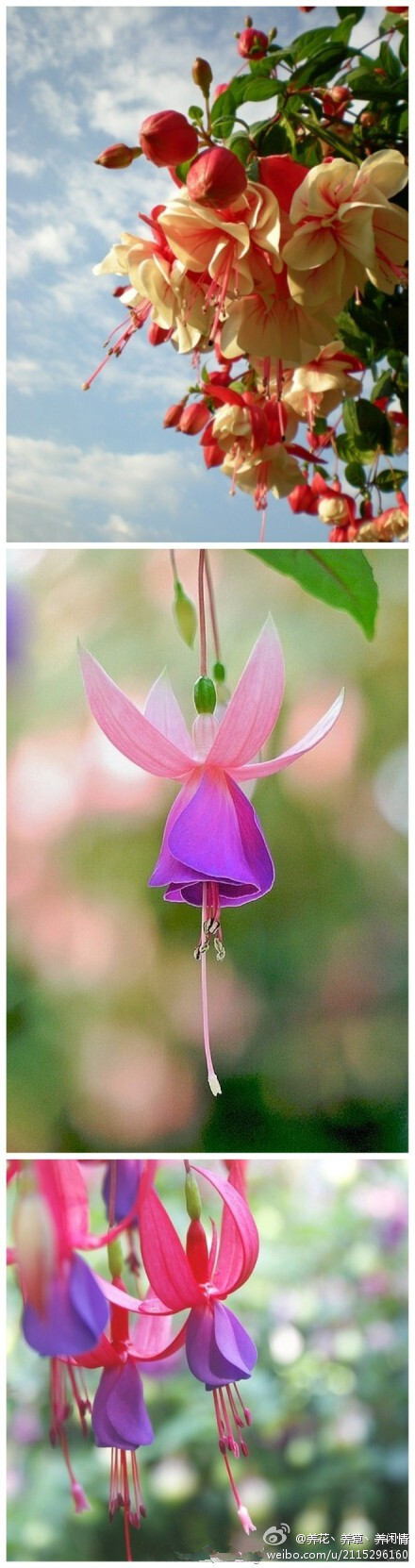 倒挂金钟：又名灯笼花和吊钟海棠，原产墨西哥。开花时垂花朵朵，如悬挂的彩色灯笼，盆栽适用于客室、花架、案头点缀，用清水插瓶，既可观赏，又可生根繁殖。花语：热烈的心。