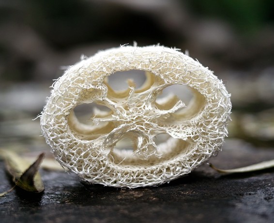 回馈推荐农家天然丝瓜筋/搓背丝瓜络/洗脸搓澡巾/浴刷手工皂垫