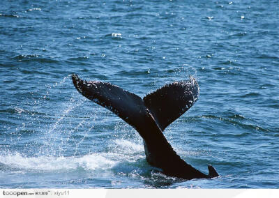 海中生物-溅起水花的鲸鱼尾巴高清桌面图片素材