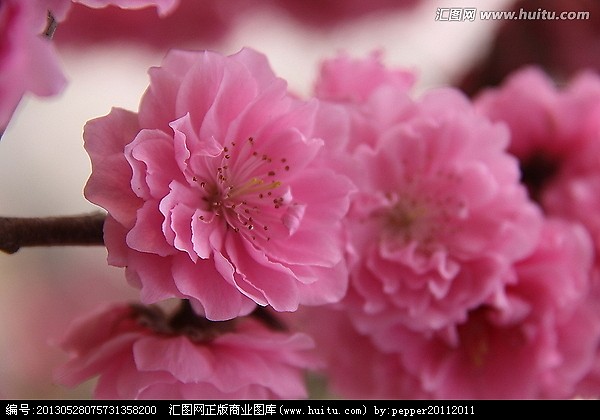 桃花张开姹紫嫣红的羽翼，那沁香的五瓣朵儿，温柔而馥郁，带着粉暖的笑靥，清幽的蕊香，安静地绽放！