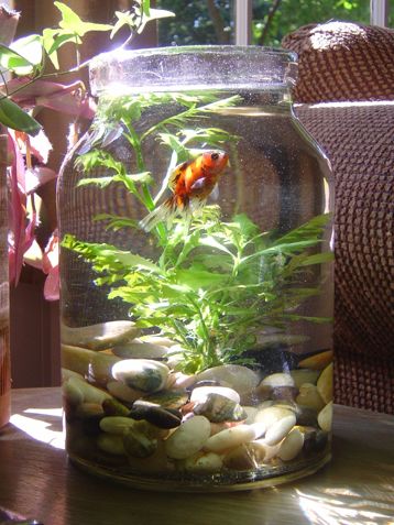 Turn your mason jar into a fish bowl. Love this idea! http://www.ivillage.com/surprising-uses-mason-jars-around-house/7-a-556047