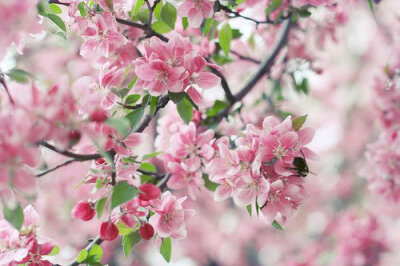 花朵小清新图片