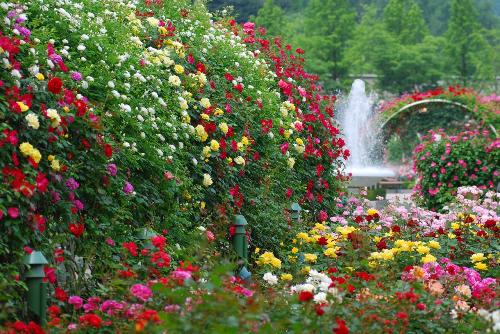 新西兰奥克兰的万紫千红玫瑰园（Auckland Rose Garden）