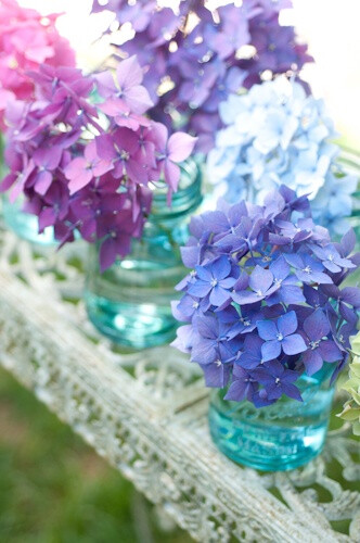 Hydrangea