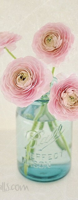 Pink ranunculus