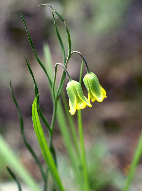 罗地亚贝母Fritillaria rhodia，百合科贝母属.