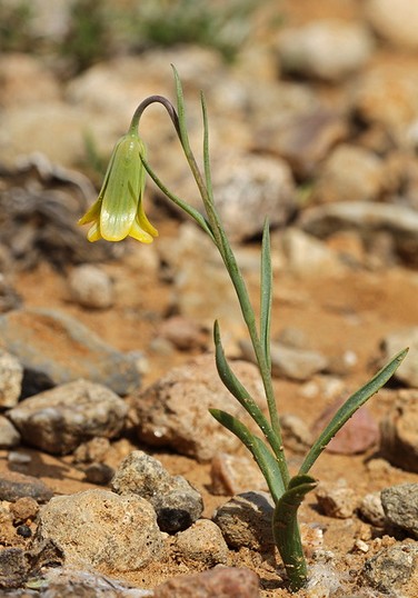 罗地亚贝母Fritillaria rhodia