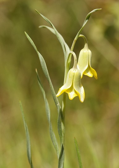 罗地亚贝母Fritillaria rhodia