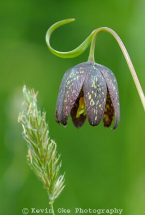 肖贝母Fritillaria affinis