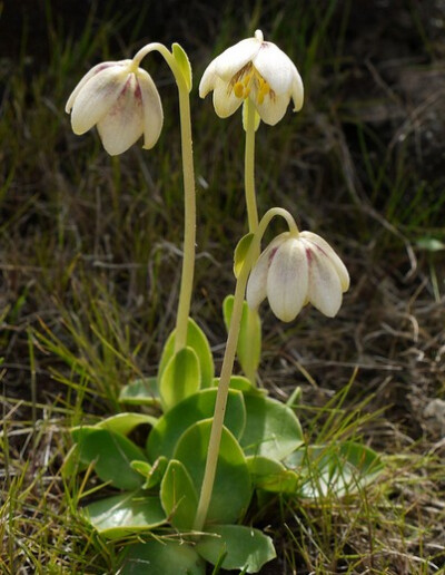 田野贝母Fritillaria agrestis，贝母属。（图片来源：flickr）