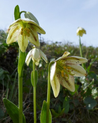 田野贝母Fritillaria agrestis