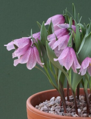 奥尔伯里贝母Fritillaria alburyana，百合科贝母属。