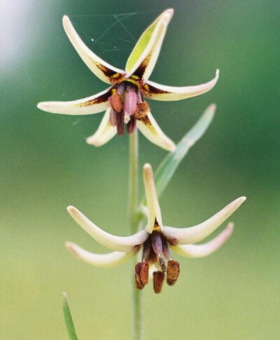 布朗迪杰贝母Fritillaria brandegei，百合科贝母属。