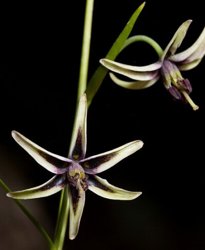 布朗迪杰贝母Fritillaria brandegei