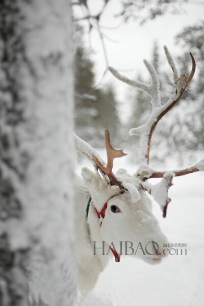 世界拥有最美雪景的十大旅行地，白色雪花×透明冰晶打造出晶莹剔透童话般的世界