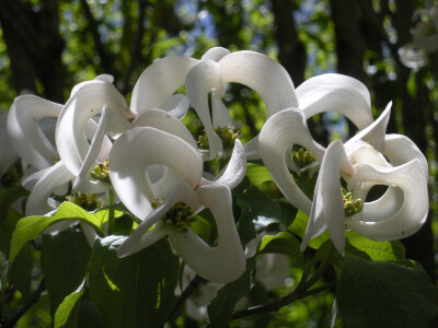 墨西哥四照花（Cornus florida subsp. urbiniana）