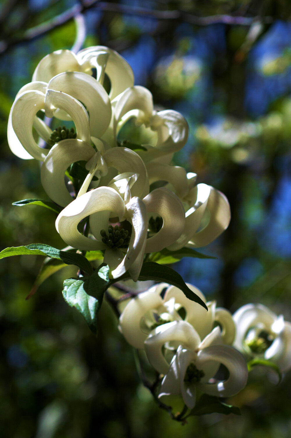 墨西哥四照花（Cornus florida subsp. urbiniana）